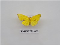 藏品(尺蛾318)的圖片